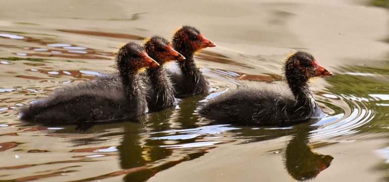 coots34612361920