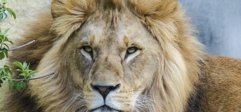lion5602291920